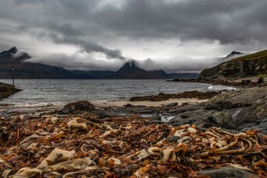 Jürgen Fesser: Veganes aus dem Meer